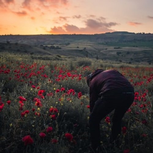  عکس گل شقایق وحشی