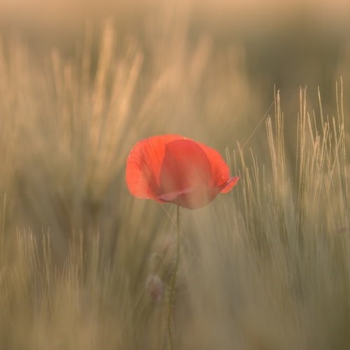  عکس گل شقایق وحشی