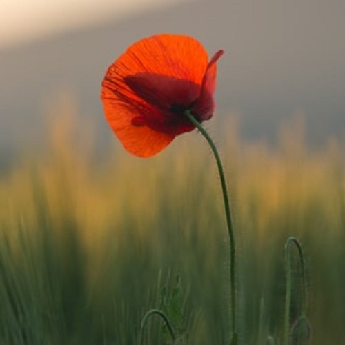  عکس گل شقایق وحشی