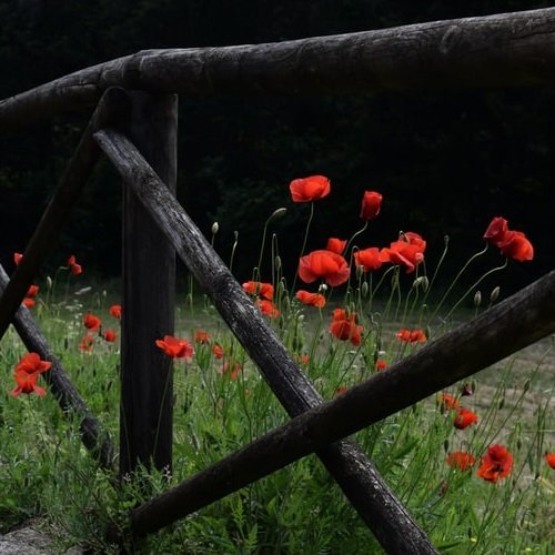  عکس گل شقایق وحشی