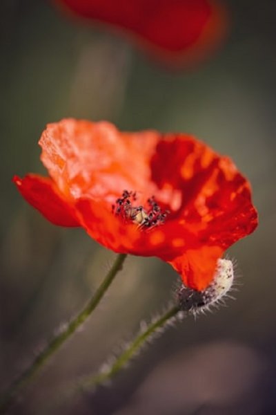  عکس گل شقایق وحشی