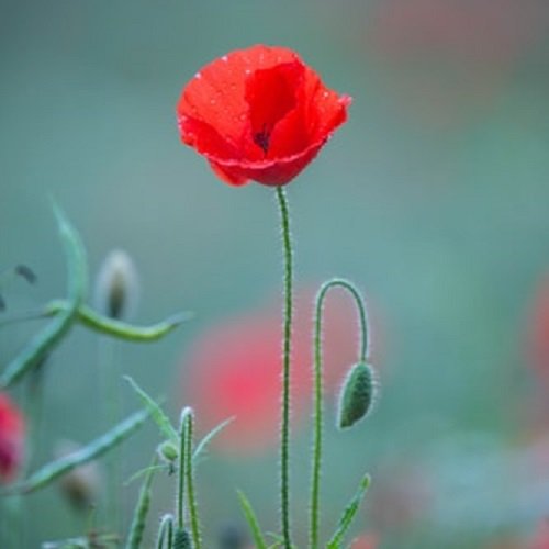  عکس گل شقایق وحشی
