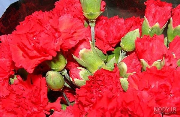  دانلود عکس های گل میخک با کیفیت