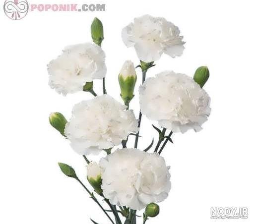  عکس گل میخک برای پروفایل
