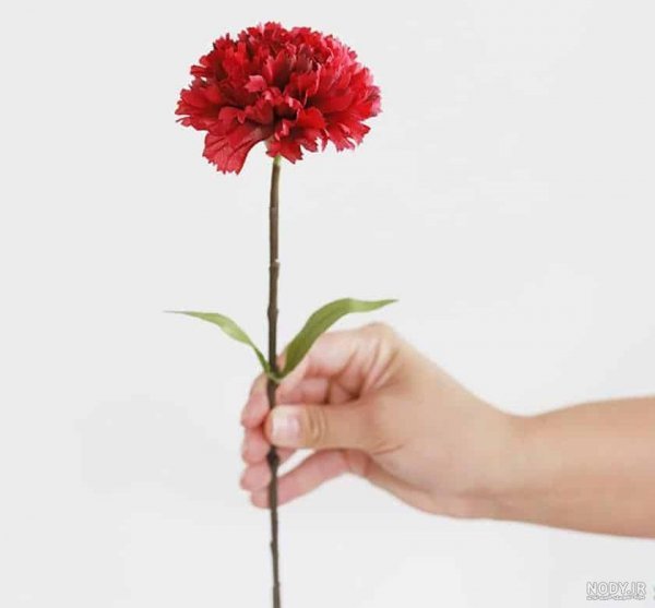  عکس گل میخک مینیاتوری