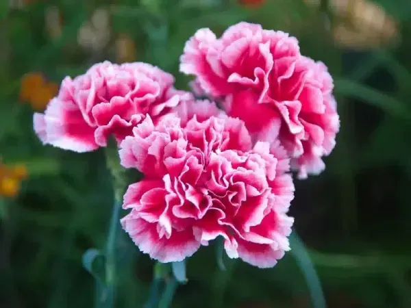  عکس گل میخک مینیاتوری