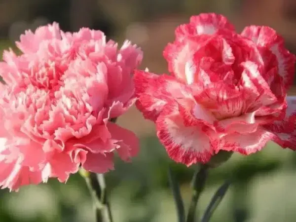  عکس گل میخک مینیاتوری
