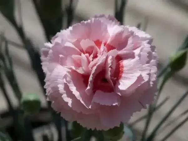  عکس گل میخک مینیاتوری