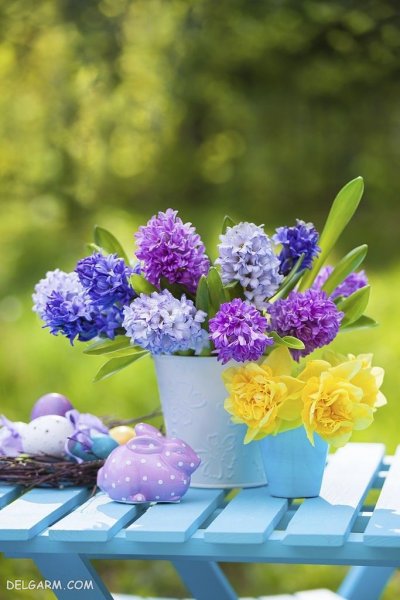 عکس گل سنبل طبیعی