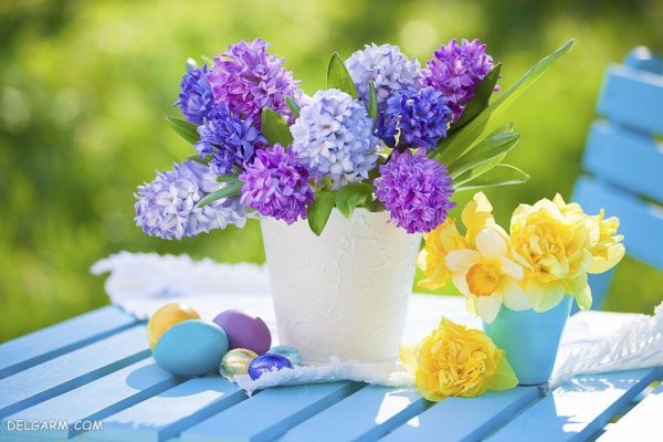  عکس گل سنبل طبیعی