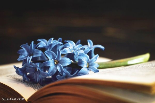  عکس گل سنبل طبیعی