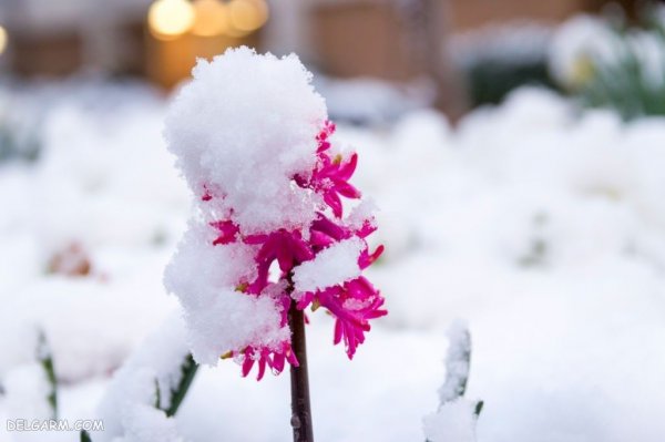  عکس گل سنبل طبیعی