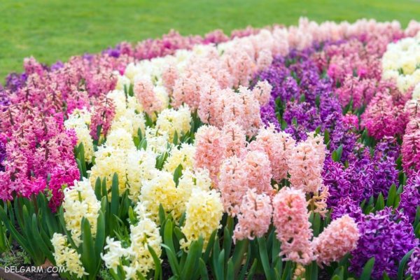  عکس گل سنبل طبیعی