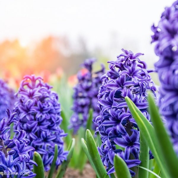 عکس گل سنبل طبیعی