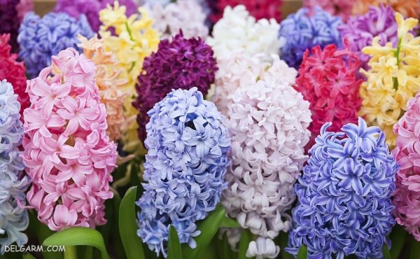  عکس گل سنبل طبیعی
