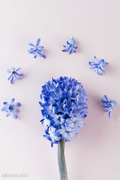  عکس گل سنبل برای پروفایل