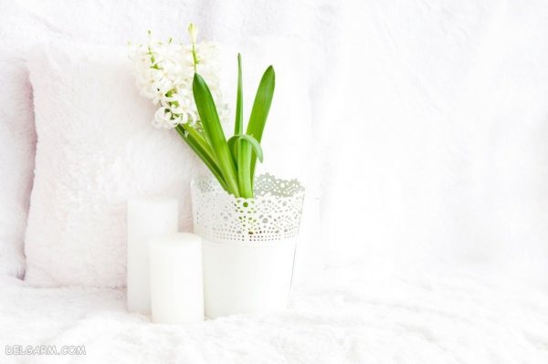  عکس گل سنبل برای پروفایل