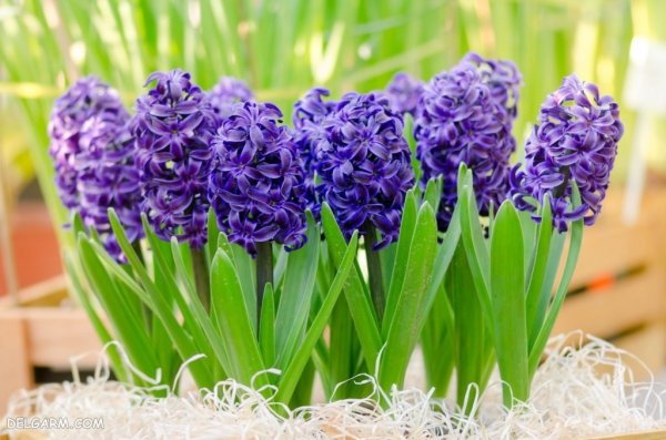  عکس گل سنبل برای پروفایل