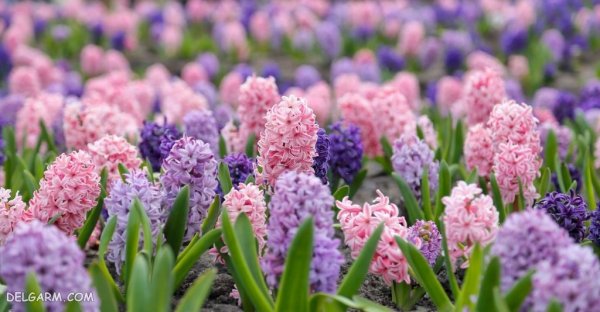  عکس گل سنبل برای پروفایل