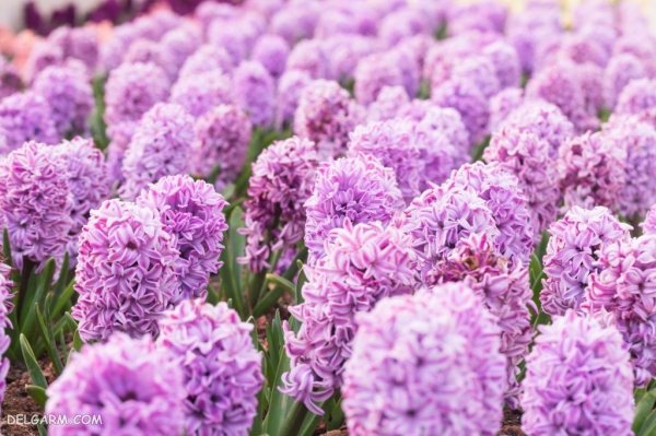  عکس گل سنبل برای استوری اینستاگرام