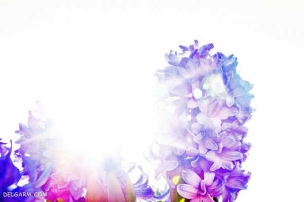  عکس گل سنبل برای استوری اینستاگرام