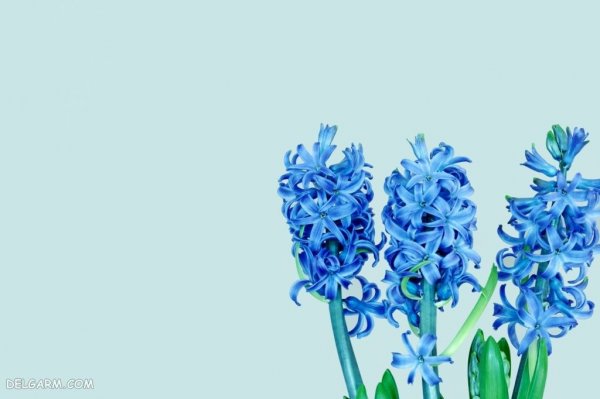  عکس گل سنبل برای استوری اینستاگرام
