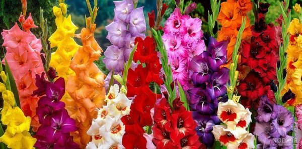  عکس گل گلایل با کیفیت عالی