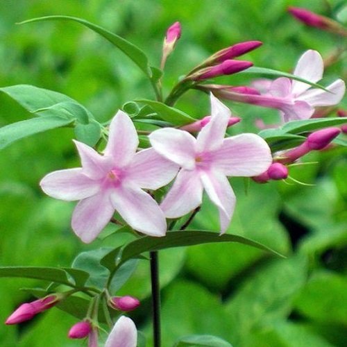  عکس های گل یاس