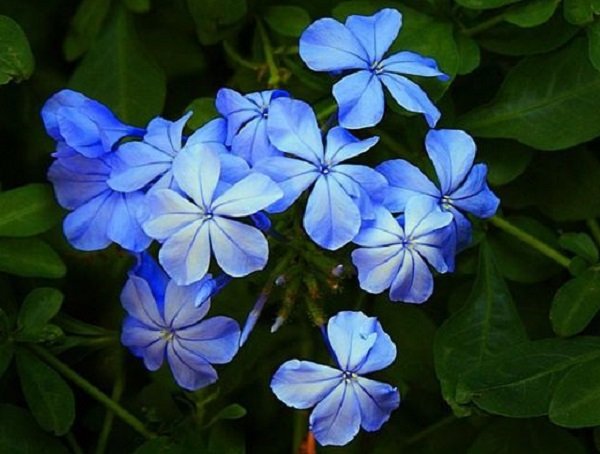  عکس های گل یاس