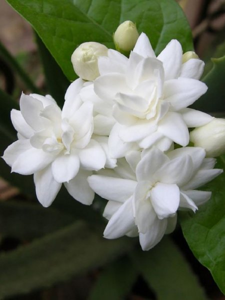  عکس های گل یاس