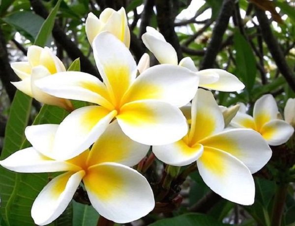  عکس های گل یاس