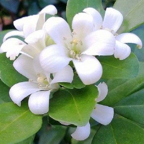  عکس های گل یاس