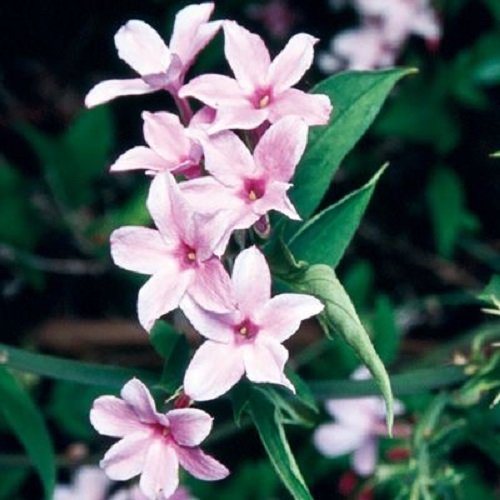  عکس های گل یاس