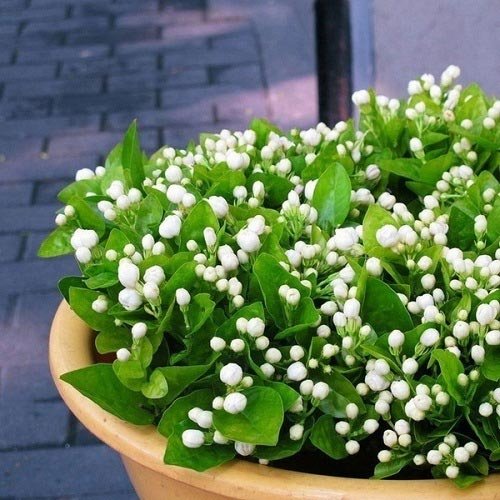  عکس های گل یاس