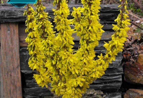  عکس گل یاس وحشی