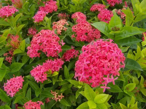  عکس گل یاس وحشی