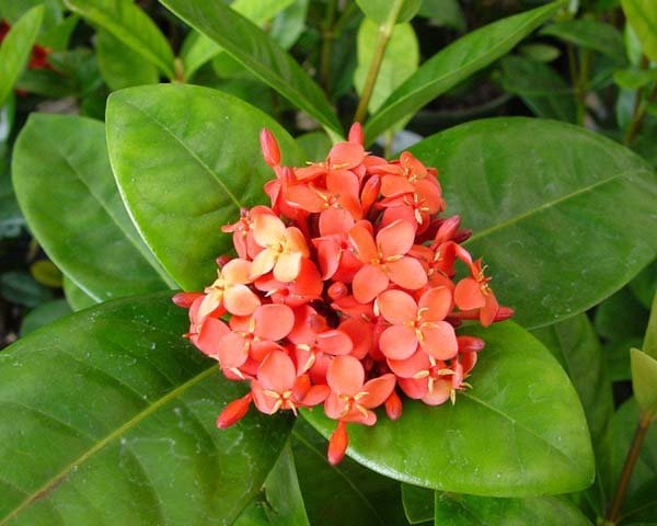  عکس گل یاس وحشی