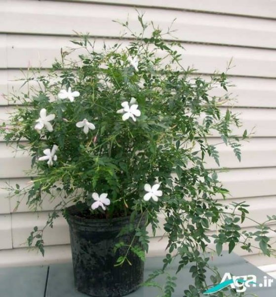 عکس گل یاس برای استوری