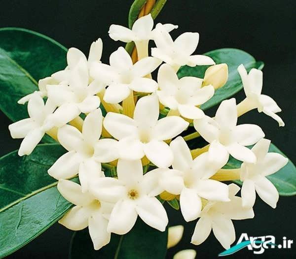  عکس گل یاس برای استوری