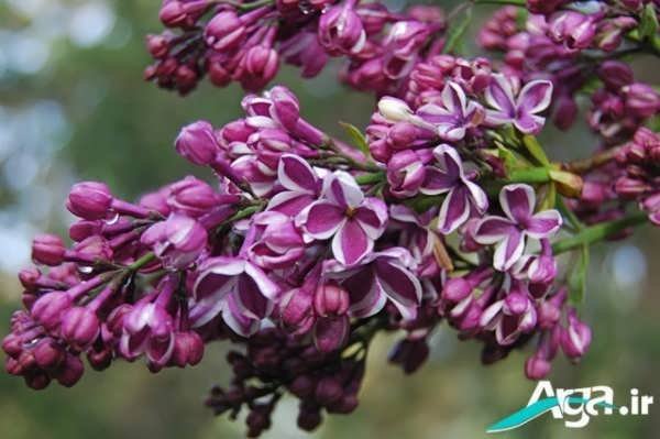 عکس گل یاس برای استوری