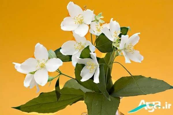  عکس گل یاس برای استوری