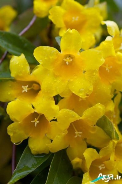  عکس گل یاس برای استوری