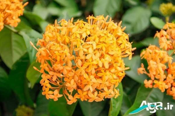  عکس گل یاس برای استوری