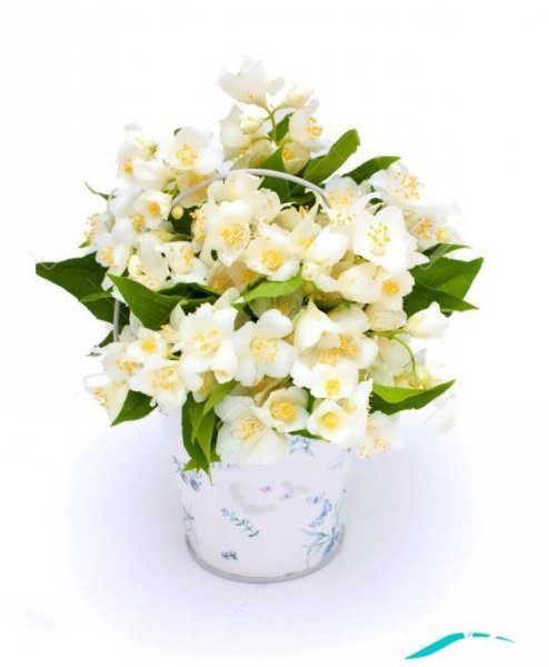  عکس گل یاس برای استوری