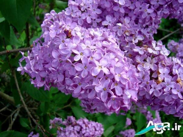  عکس گل یاس برای استوری