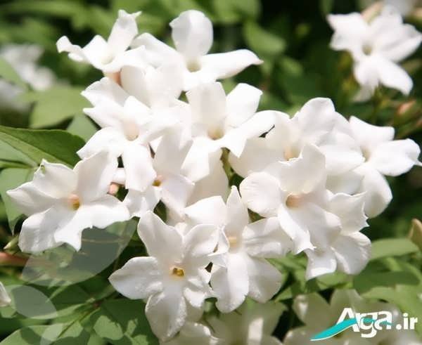  عکس گل یاس برای استوری