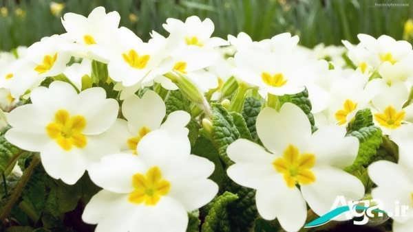  عکس گل یاس برای استوری