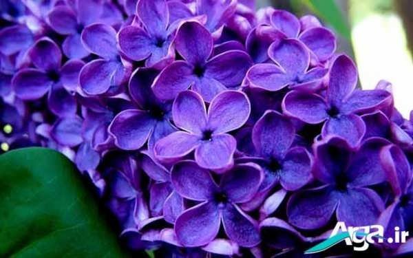  عکس گل یاس برای استوری