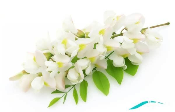  عکس گل یاس برای استوری