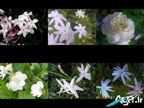  عکس گل یاس برای استوری